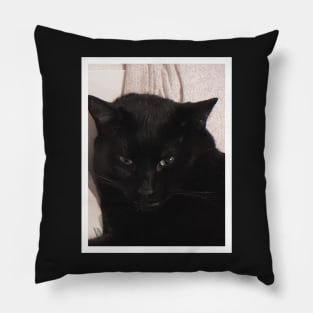 Grumpy Kitty Pillow