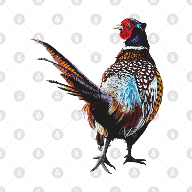 Ardler the Pheasant white background by IslesArt