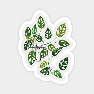 Monstera obliqua interior plant Magnet