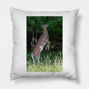 Foraging for food - White-tailed deer Pillow