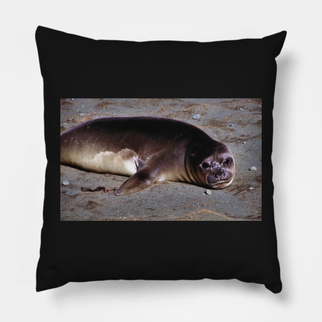 Southern Elephant Seal Pup, Macquarie Island Pillow by Carole-Anne