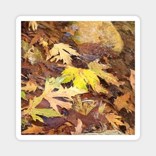 Fallen leaves floating in the river, 3, (Set of 3), fall, autumn, xmas, holiday, nature, forest, trees, winter, color, flowers, orange, art, botanical, leaves, leaf, floral, wet, rain, water, holidays, digital, spring, aqua, graphic-design, christmas Magnet