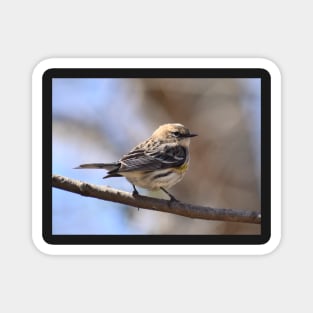 Yellow rumped Warbler Magnet