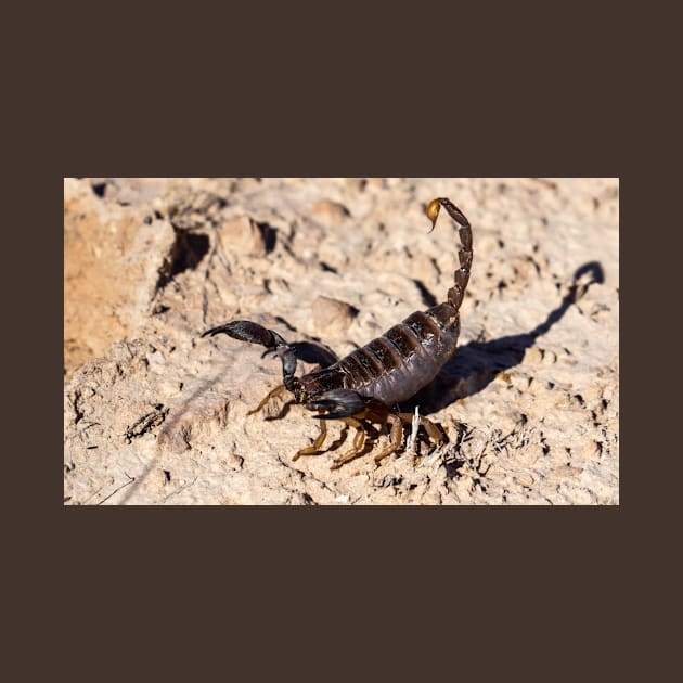 Scorpion. by sma1050