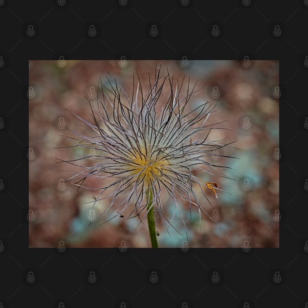 Pasqueflower by mbangert