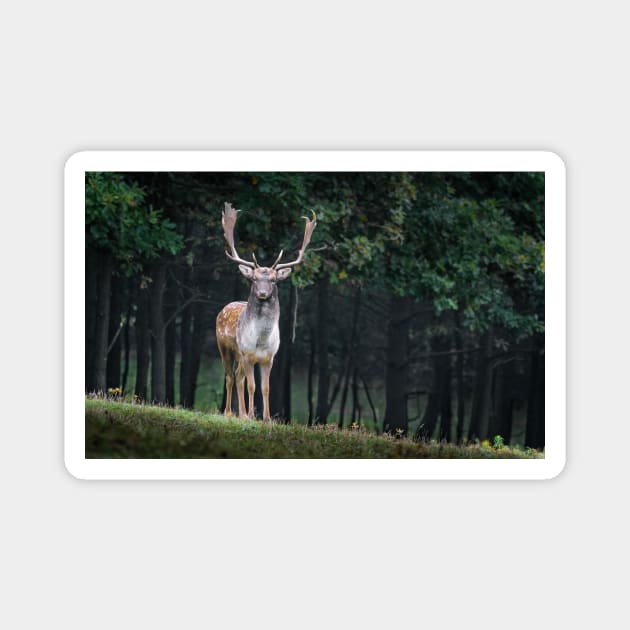 Beautiful Stag Magnet by MysticTimeline