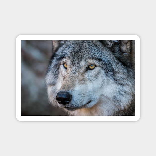 Timber Wolf Portrait Magnet by jaydee1400