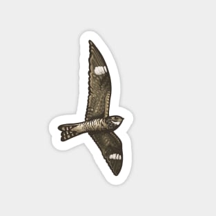 Common Nighthawk Magnet