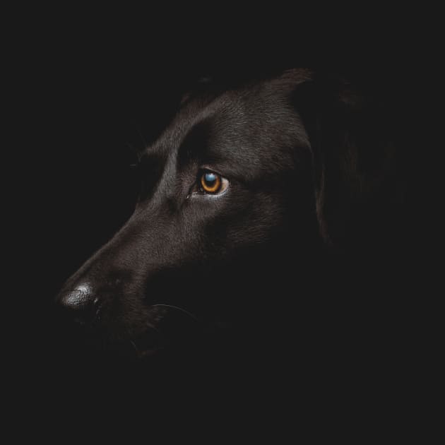 Black Labrador Face by TeeTime