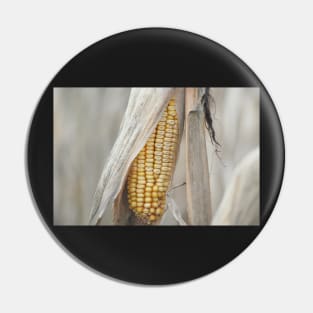 Field Corn Awaiting Harvest Pin