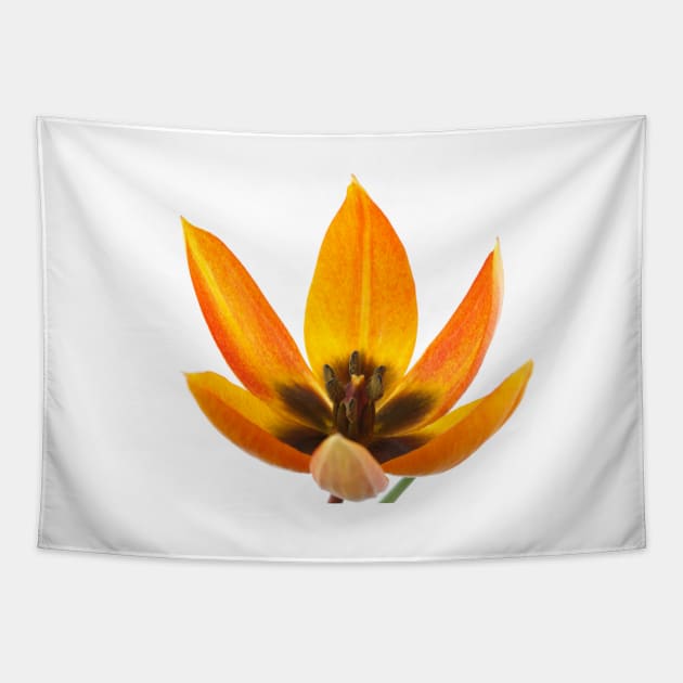 Tulipa orphanidea Whittallii Group AGM Tulip Miscellaneous tulip group Tapestry by chrisburrows