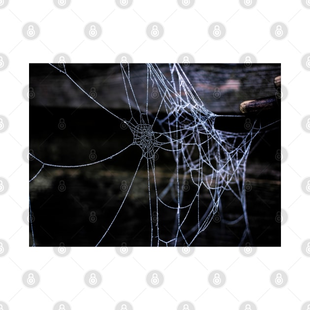 Frozen Webs 1 by arc1