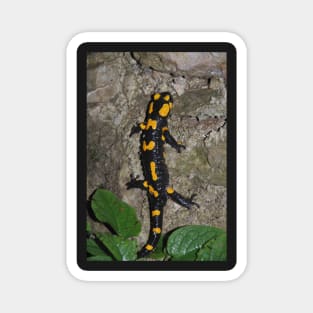 Fire Salamander on Rock Magnet