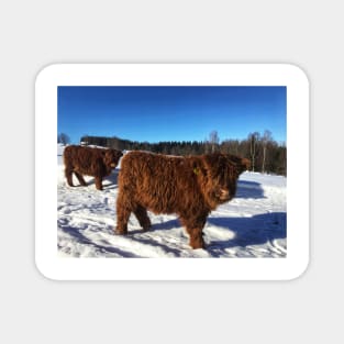 Scottish Highland Cattle Calves 1696 Magnet