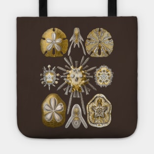 Ernst Haeckel Echinidea Sea Urchin Tote