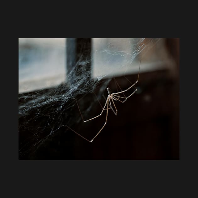 Spider by bunlinked