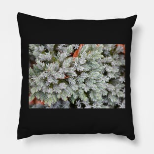 Winter fir Pillow