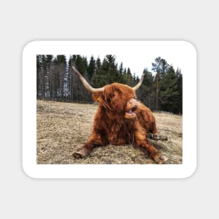 Scottish Highland Cattle Cow 2363 Magnet
