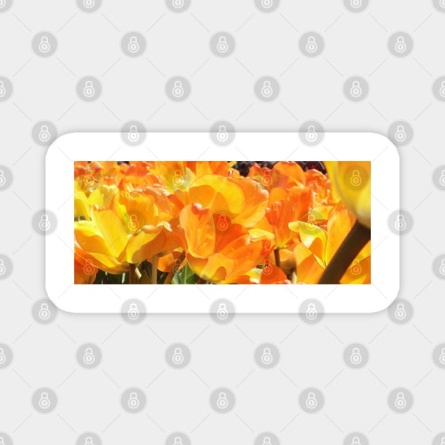Close-up Orange and Yellow Tulips Magnet by H. R. Sinclair