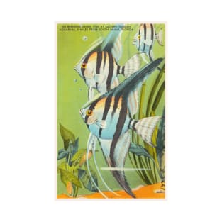 Angel fish at eastern garden aquarium, Florida postcard T-Shirt