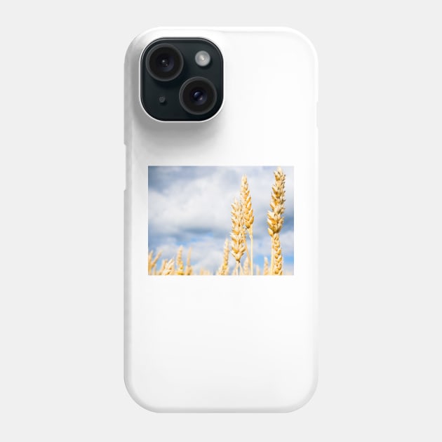 Wheat Phone Case by ansaharju