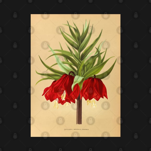 Crown Imperial poster - Fritillaria imperialis Rubra - botanical illustration by chimakingthings