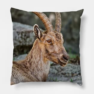 Young Ibex Pillow