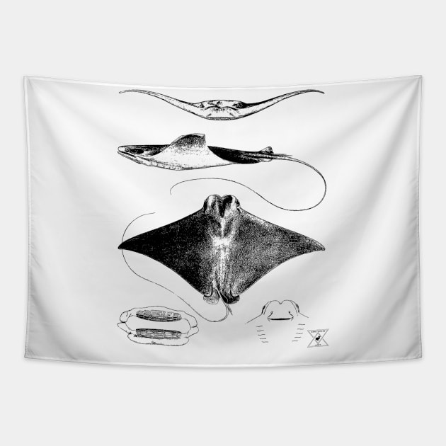 Stingray Anatomy | Sharks Ocean Sea Animal Science Tapestry by encycloart