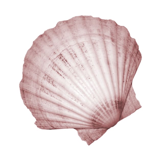 Pink fan seashell by hamptonstyle