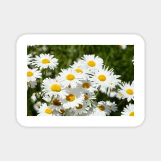 daisies Magnet