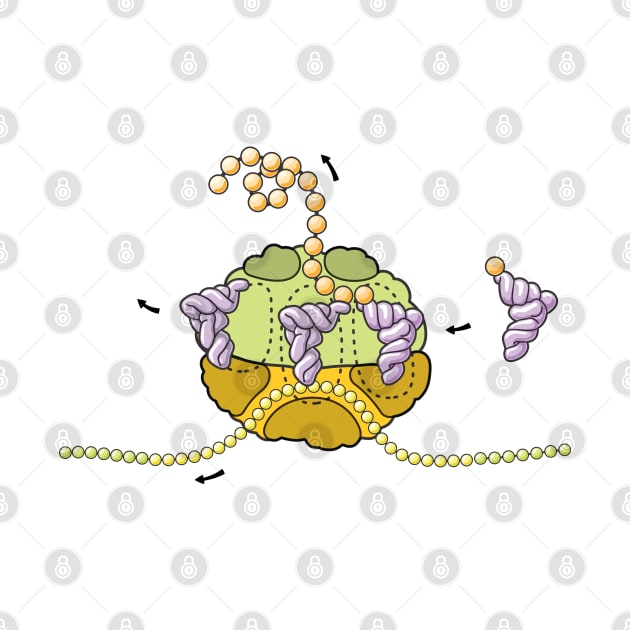 Ribosome Cross Section Illustration by taylorcustom