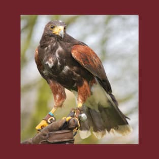 Harris Hawk T-Shirt