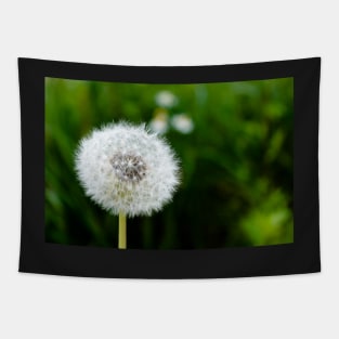 White dandelion head blowball Tapestry