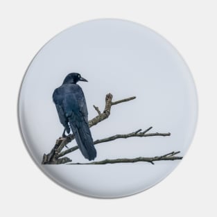 Great Tailed Grackle Perched Pin