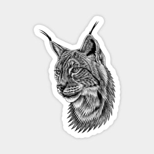 Eurasian lynx big cat ink illustration Magnet