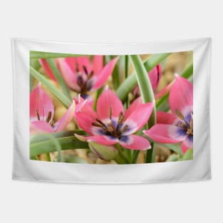 Tulipa  &#39;Little Beauty&#39;  AGM  Tulip  Miscellaneous tulip Tapestry