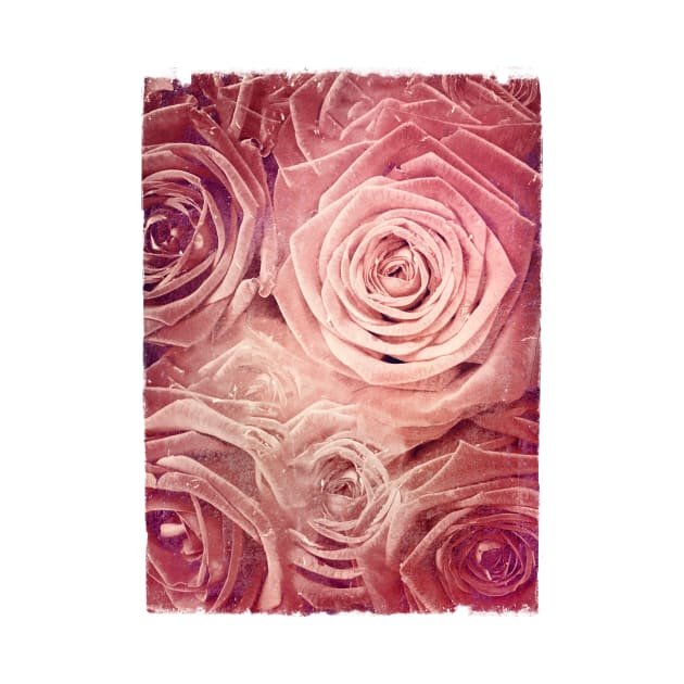 Distressed Roses by DyrkWyst