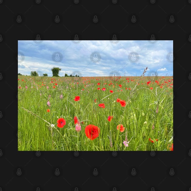 Poppy Field, Cotswolds by Graz-Photos