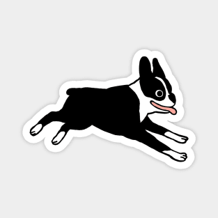 Boston Terrier | Cute Black and White Cartoon Dog Magnet