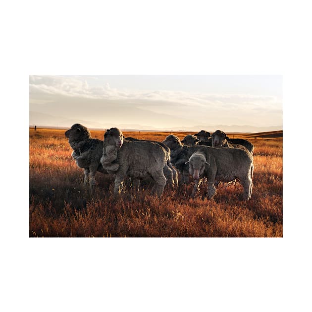 Merino Sheep in the Sunset by kawaii_shop