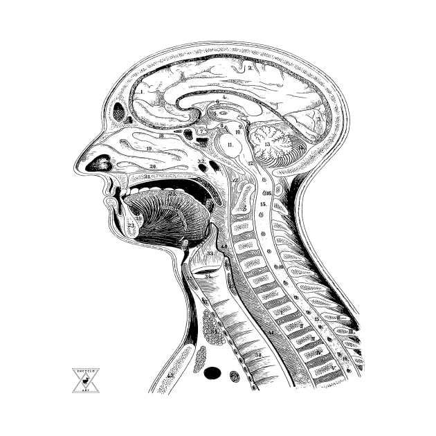 Human Head Anatomy | Medical Science Phsyiology by encycloart