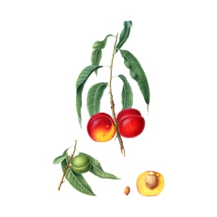 Vintage Botanical Illustration - Walnut Peach 048 T-Shirt