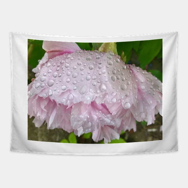 Pink Peony after the Rain Tapestry by ephotocard