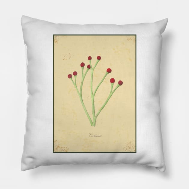 Cooksonia, botanical watercolor painting Pillow by Sharon Rose Art