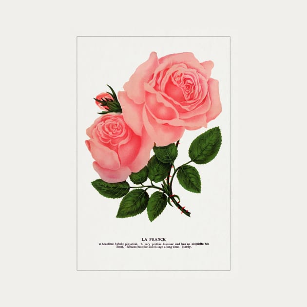 Pink rose, La France Lithograph (1900) by WAITE-SMITH VINTAGE ART