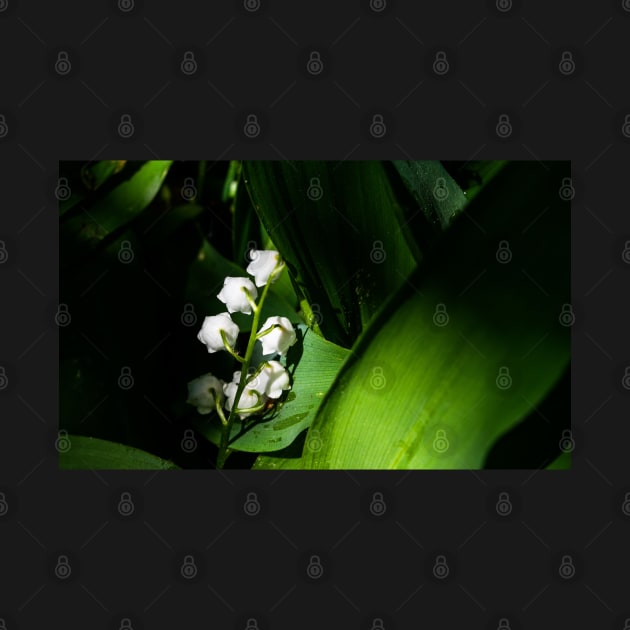 Flowers cradled in the leaves of green. by CanadianWild418