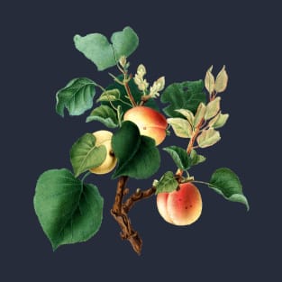 Vintage Botanical Illustration - Apricot 042 T-Shirt