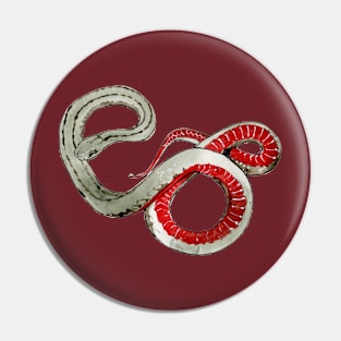 Northern Redbelly 2 Pin