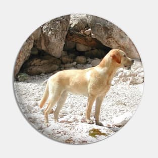 Labrador Retriever Yellow Full Second Pin