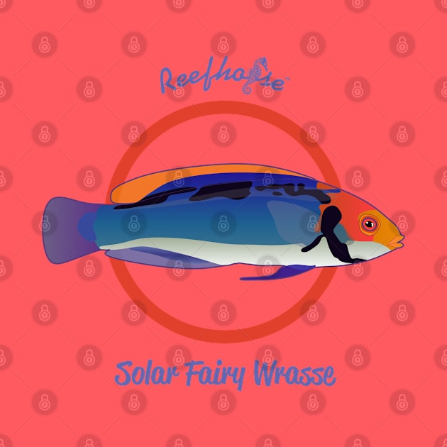 Solar Fairy Wrasse by Reefhorse